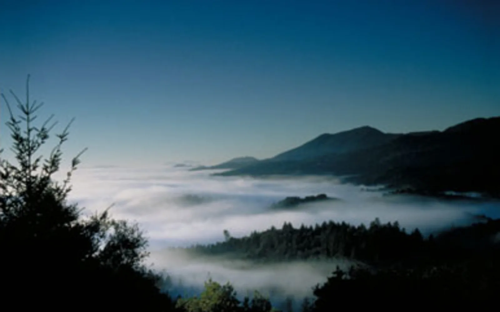 Rolling hills of the Napa Valley shrouded in fog, showing the Sacramento Valley's characteristic rural landscape